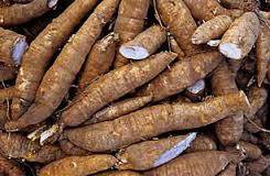 Casava Root b2ap3_thumbnail_CasavaRoot.jpg