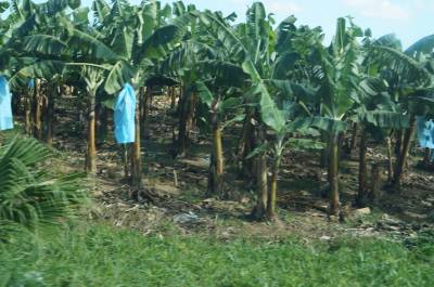 Plantain Farm in Central Belize b2ap3_thumbnail_Plantain-Farm.jpg