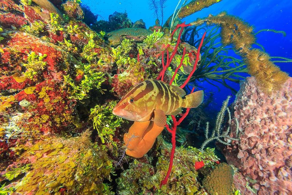 Diving near Lighthouse Reef and the Great Blue Hole