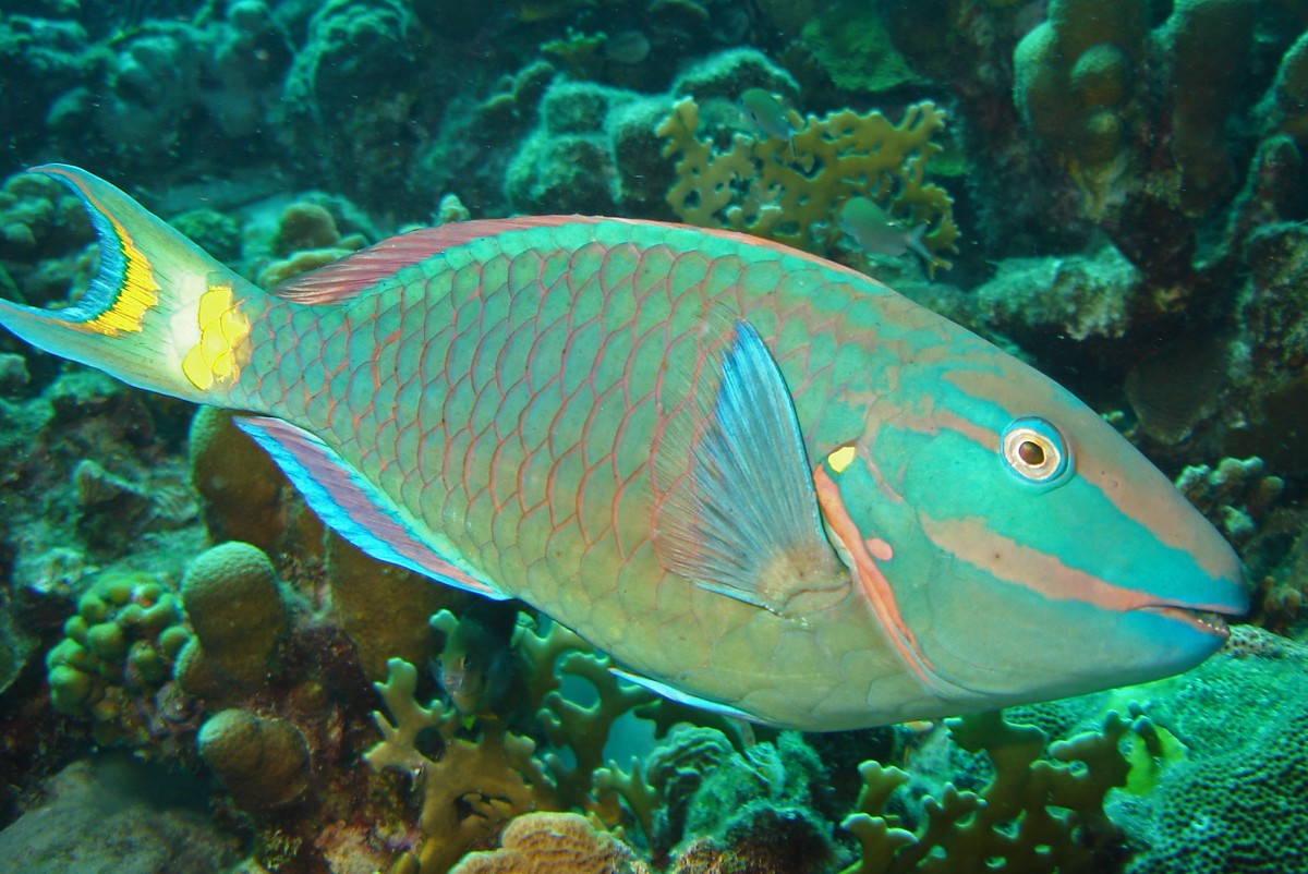Stoplight Parrotfish along the Belize Reef