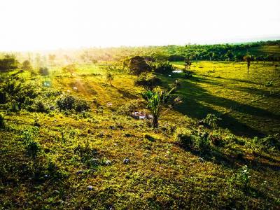 Cattle feeding in Valley of Peace, Belize